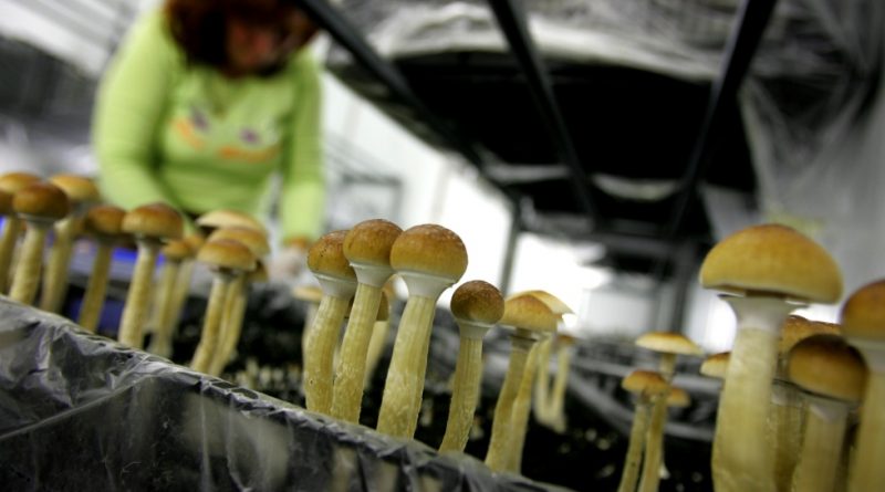 Government Wants to Cultivate Magic Mushrooms