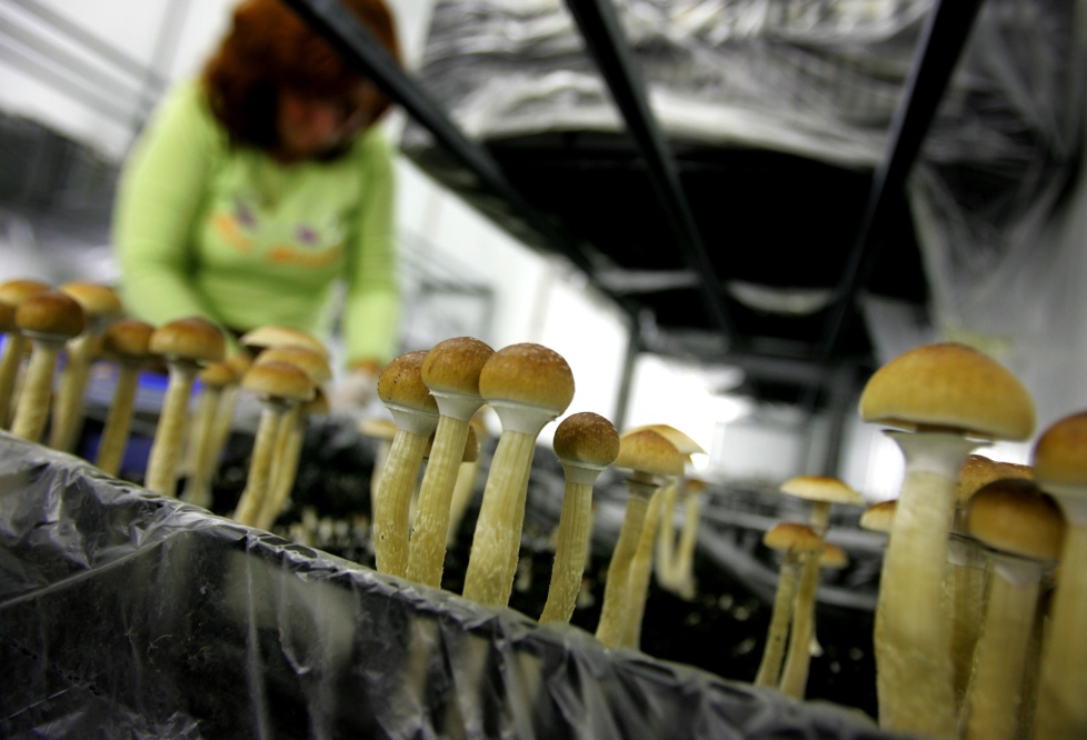 Government Wants to Cultivate Magic Mushrooms