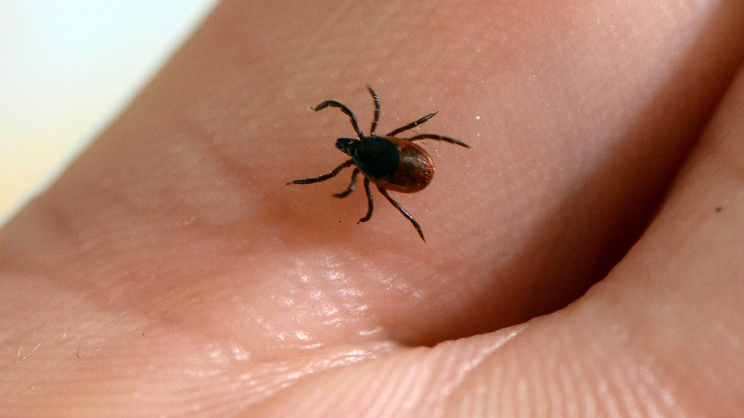 It has been claimed that the Animal Disease Center is using ticks as a weapon to transmit Lyme disease