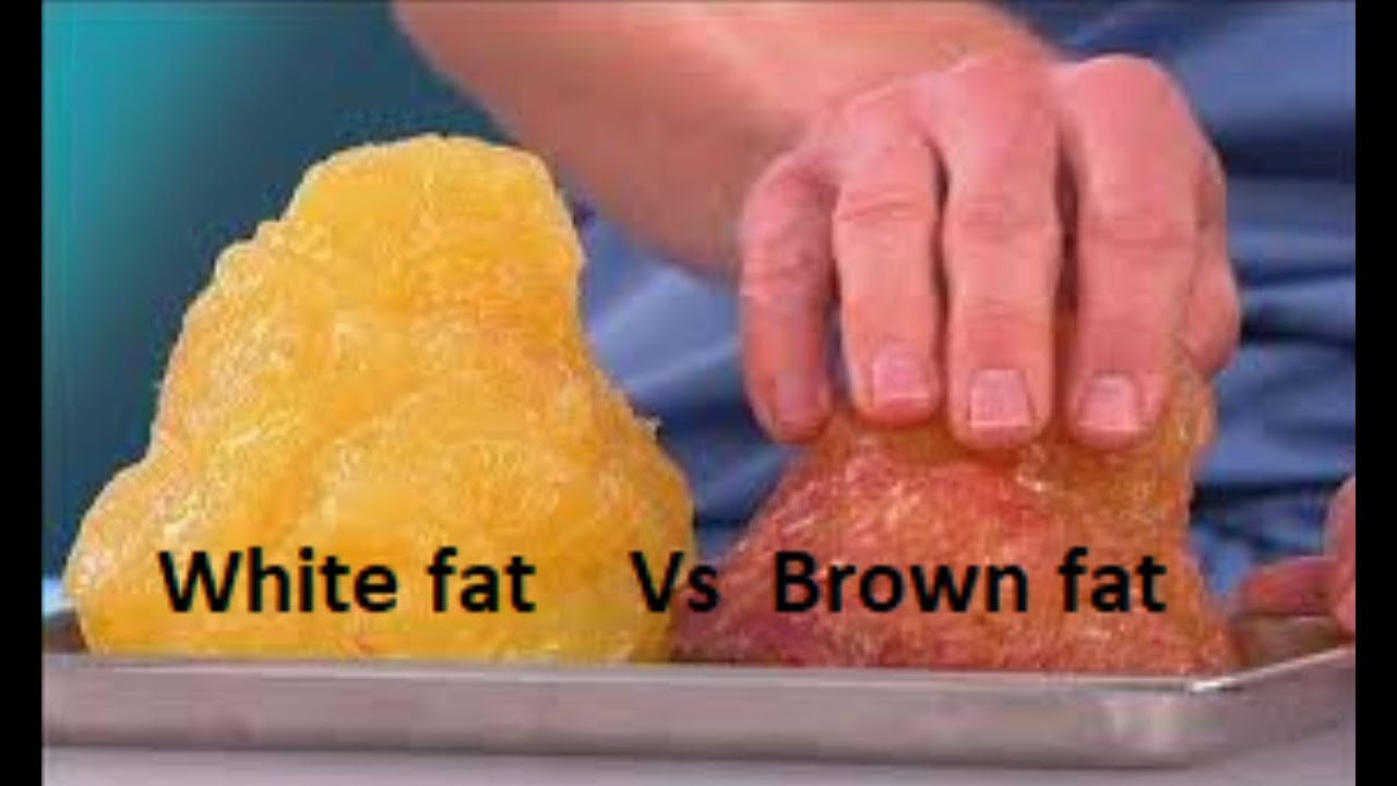 Brown Fat – What Is The Difference and Should You Care?