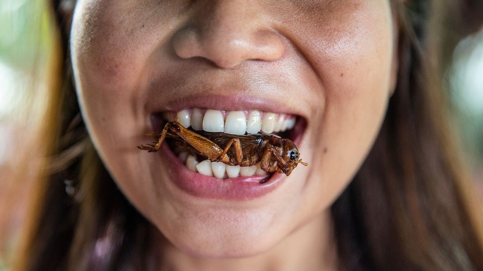 Elitists are constructing a megacity where the common people will eat bugs