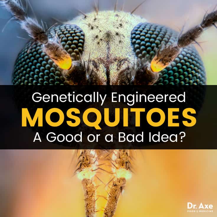 An experimental project using genetically modified mosquitoes