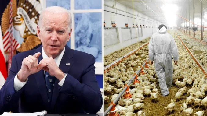 Biden intends to provide an mRNA vaccine against bird flu to chickens