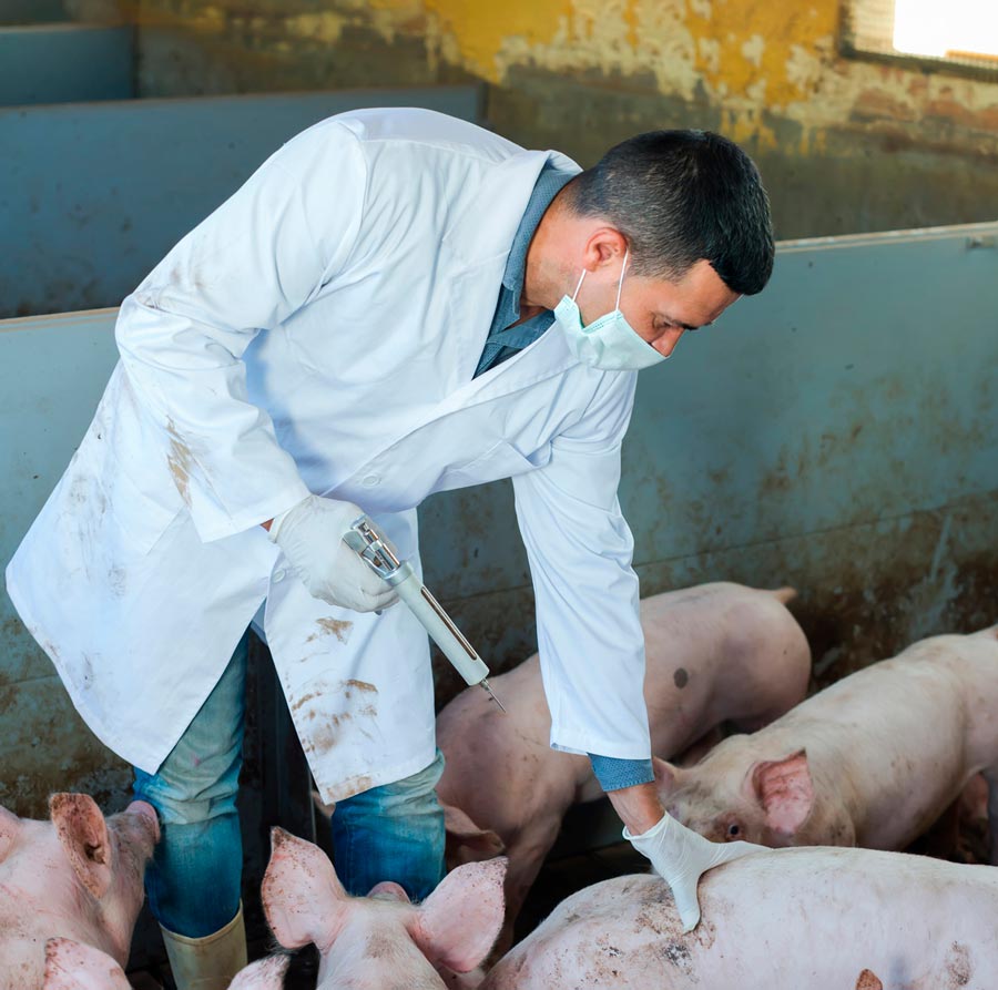 mRNA Vaccines Have Been Given to Pigs in the United States Since 2018; Beef and Chicken Could Be Next