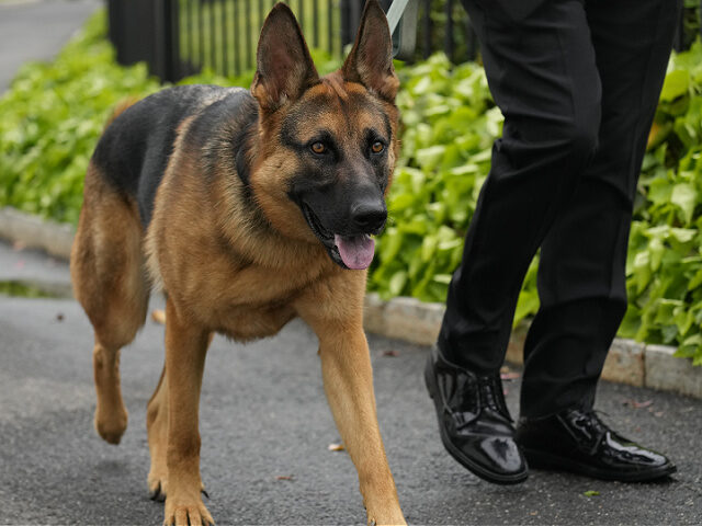 Is Commander the Dog the Real White House Enforcer?