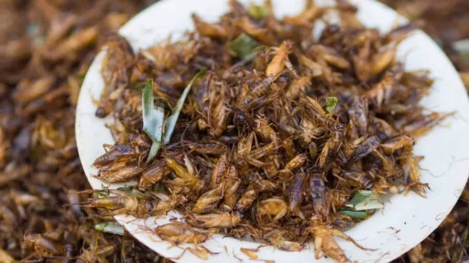 Revolutionizing Sustainable Protein: USDA Funds Research on Trash-Fed Crickets
